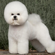 Illustration for article titled Neutering Is Not The Worst Thing That Ever Happened To This Bichon